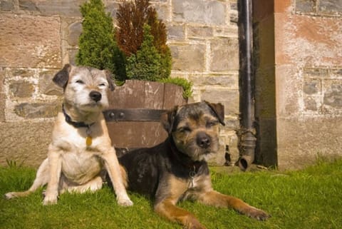 Dogs more than welcome @ £40. Woof