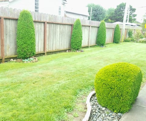 Side yard with evergreens, green lawn