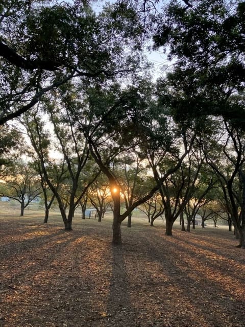 Sunrise through the pecan orchard on the property