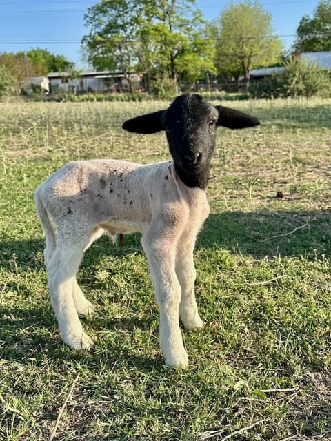Lamb born on the property in the west pasture