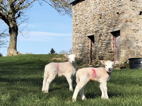 Spring lambs in Aysgarth | The Owlery at Aysgarth, Aysgarth, near Leyburn