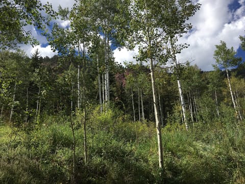 Private backyard, with a boulder wall of flowers and plants