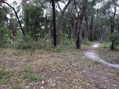 the bush out the back