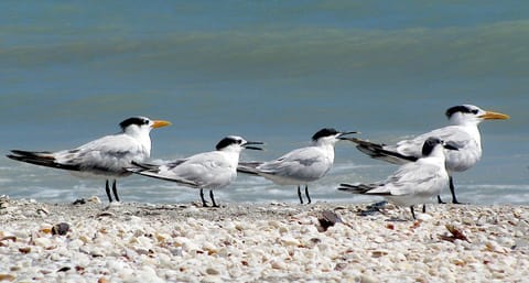 Beach nearby, sun loungers, beach towels