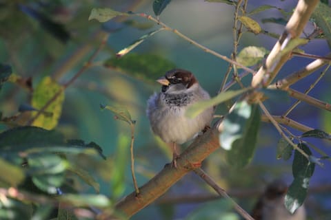 Sparrows, keeping you company