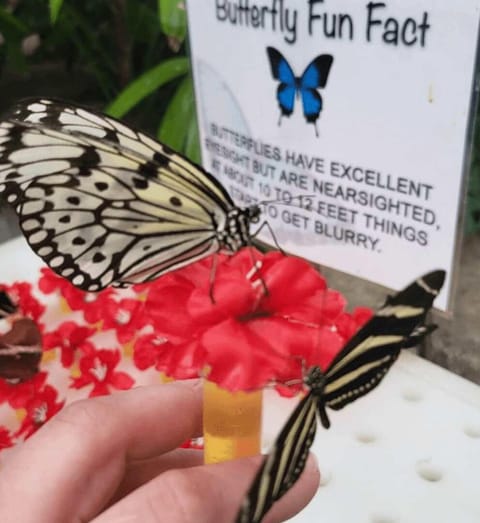 Embrace nature at The Butterfly Palace.