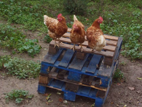 Fresh eggs for breakfast!