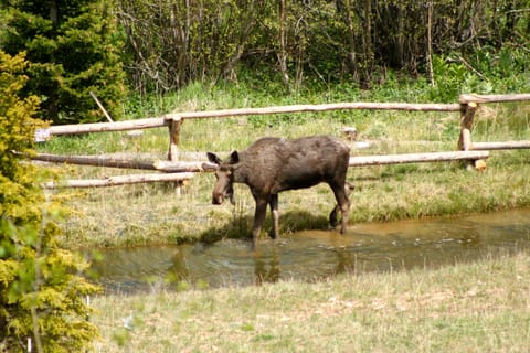 This moose was right on the property off the backside (opposite the slopes)
