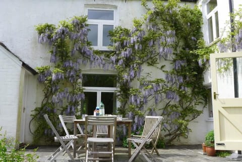 Wisteria on the patio in the Spring