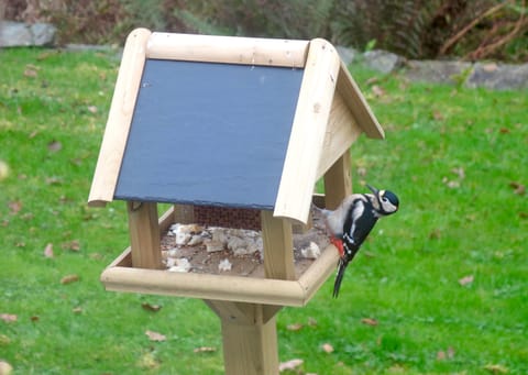 One of our regular visitors!