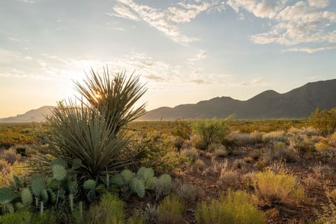 the beautiful desert