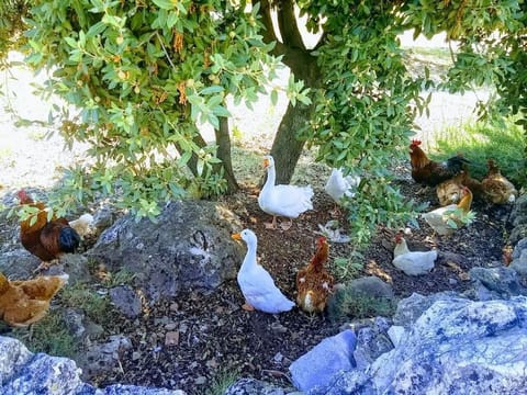 Geese. on the farm are chickens, and of course dog