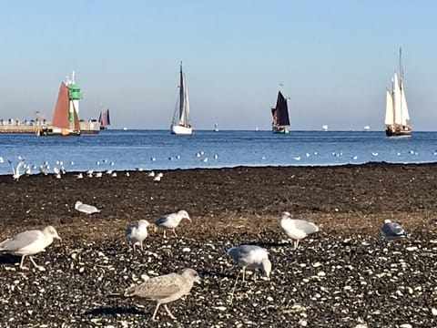 Beach nearby, sun loungers