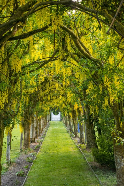 Laburnum tree tunnel