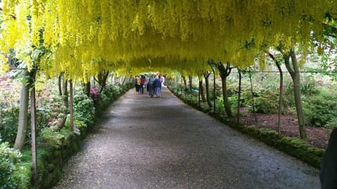 Bodnant Gardens - the labernum arch in May / June