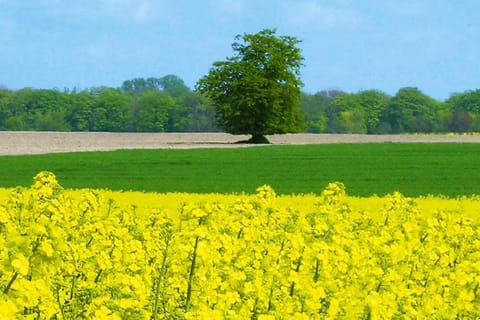 Region [summer] (&gt;5 km)