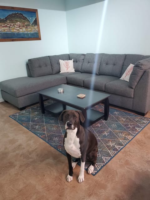 Our pup Kairo posing in front of the brand new couch and rug. 