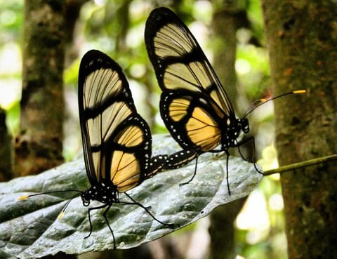 The beautiful Heliconias Natures Reserves House in Leticia