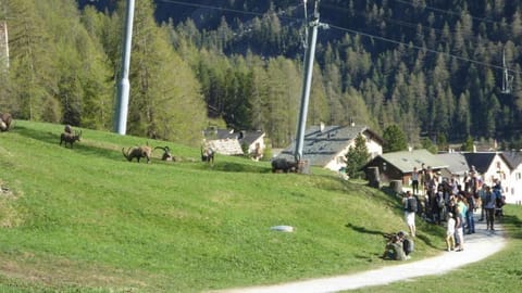 Promenade des Ibexes
