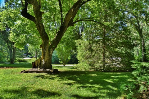 Our lush, green front yard