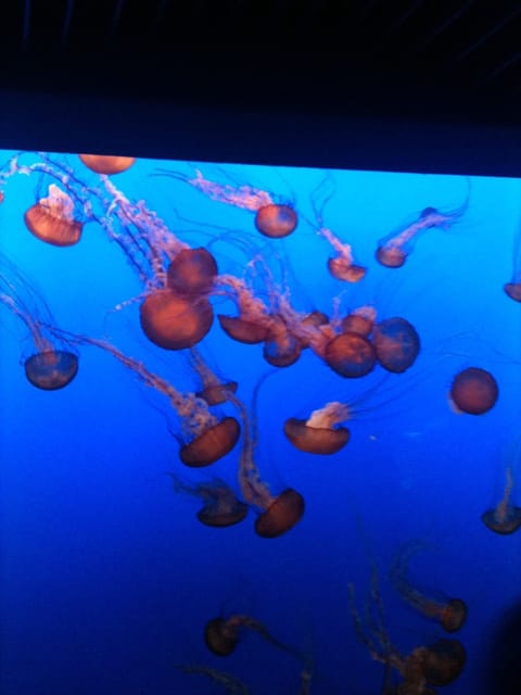 Visit the world famous Monterey Bay Aquarium