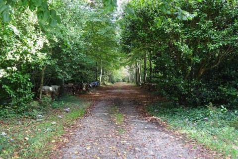 Immediate Surroundings [summer] (&lt;1 km)