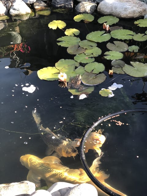 Koi Pond. 