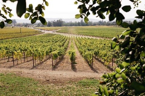You will love to go wine tasting around Wine Country!