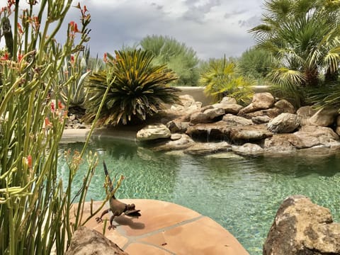 Enjoy the peaceful sounds of the babbling waterfall in your own private oasis.