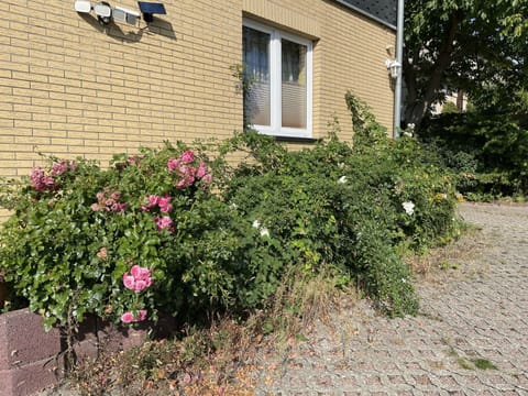 Flower, Plant, Window, Land Lot, Petal, Grass, Shrub, Road Surface, Groundcover, Landscape