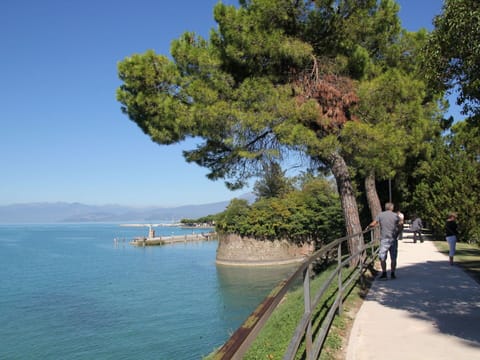 Plant, Sky, Plant Community, Natural Landscape, Branch, Tree, Grass, Shrub, Deciduous, Landscape