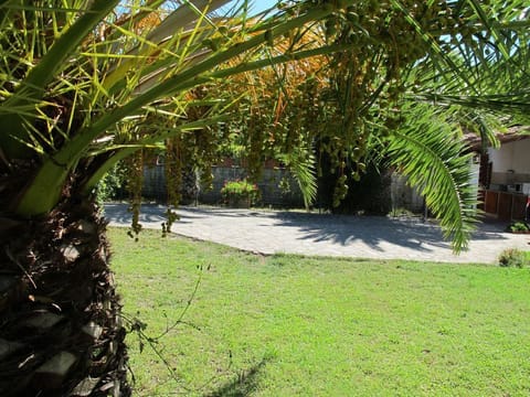 Una delle nostre meravigliose palme