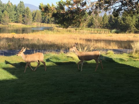 Wild life wandering by in the morning.