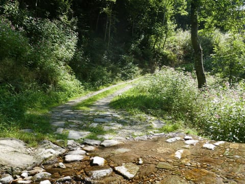 Plant, Water Resources, Plant Community, Natural Landscape, Terrestrial Plant, Watercourse, Bank, Tree, Grass