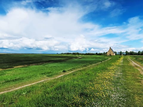 Cloud, Sky, Plant, Tree, Natural Landscape, Land Lot, Agriculture, Cumulus, Grass