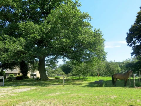 Plant, Sky, Horse, Green, Tree, Natural Landscape, Branch, Shade, Land Lot, Vegetation