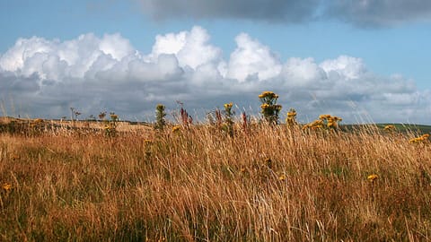Dune Grass