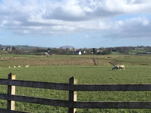 Slemish Mountain in the distance 
