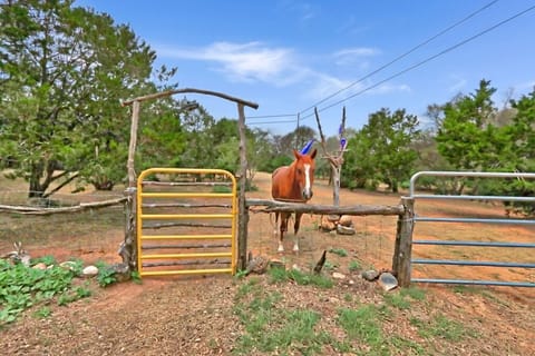 Be greeted by horses upon your arrival