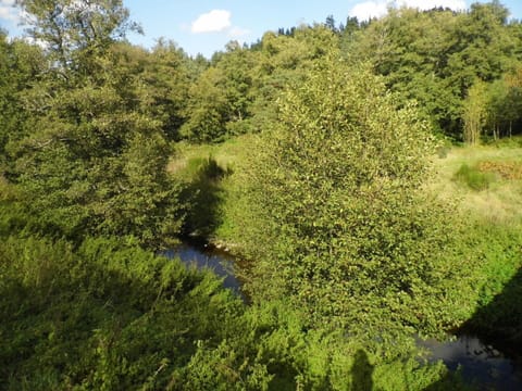 Plant, Plant Community, Cloud, Sky, Natural Landscape, Watercourse, Tree, Bank, Shrub