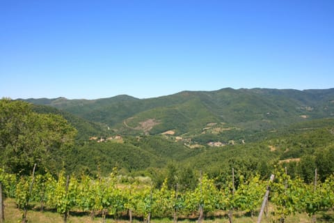 Plant, Sky, Plant Community, Mountain, Natural Landscape, Land Lot, Agriculture, Grassland, Plain, Grass