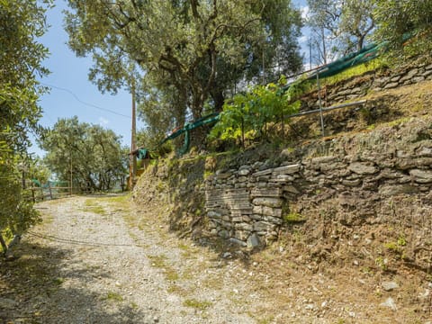 Plant, Sky, Tree, Bedrock, Wood, Natural Landscape, Slope, Stairs, Road Surface, Landscape