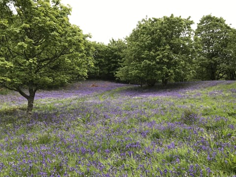 bluebell wood near Crieff