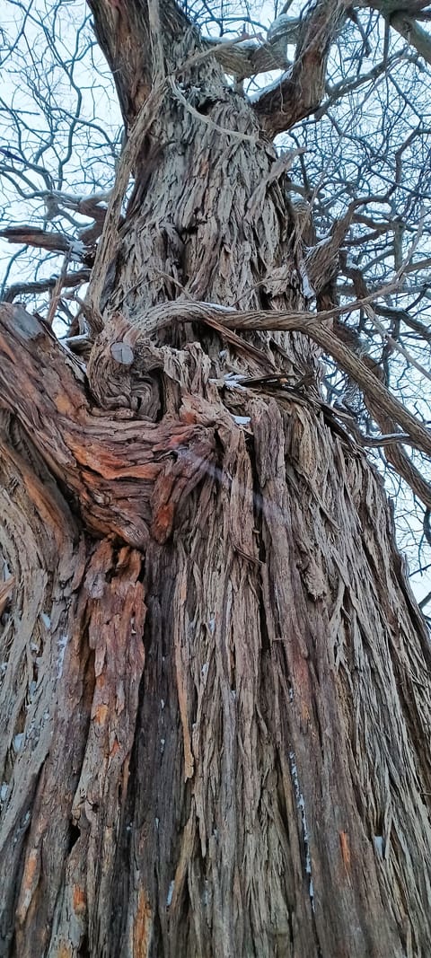 Largest Osage Tree in Geauga County Burton OHIO where the Cuyahoga River begins.