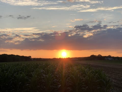 Sunlight filtering through the corn tops. 