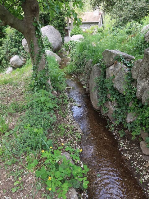 Plant, Natural Landscape, Branch, Water, Vegetation, Watercourse, Bedrock, Grass, Biome, Tree