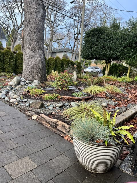 Front yard hosts a grand Gary Oak indigenous to the south island. 
