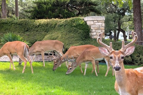 Feel free to feed the deer that roam the Island.