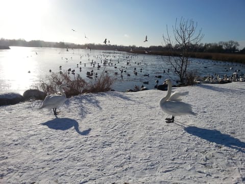 Winter birds by the nearby lakes