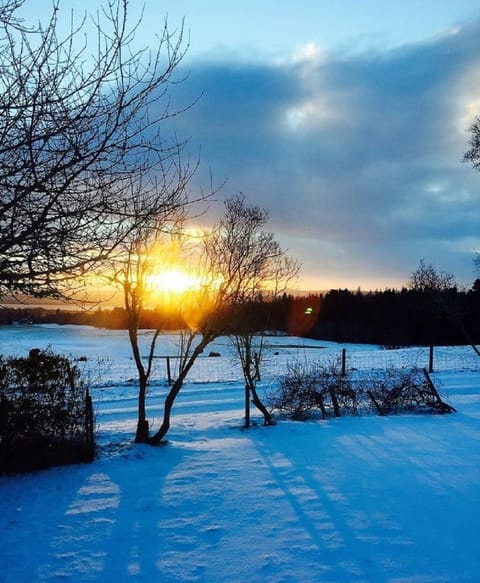 Winter dawn across the front garden